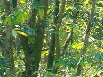 tìm hiểu về trầm hương thiên nhiên VIỆT NAM